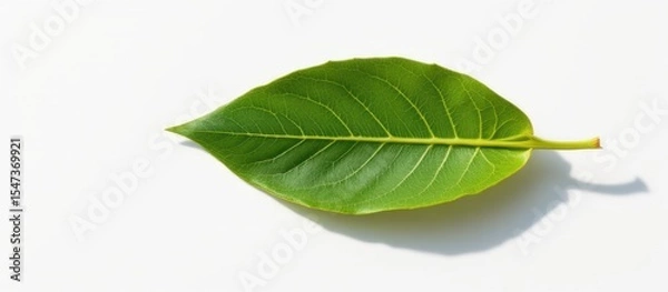 Fototapeta Green leaf on a white background showcasing natural texture and detail.
