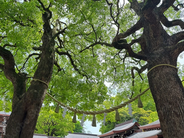 Obraz 明治神宮の御神木、夫婦楠と建物、2025年5月中旬撮影