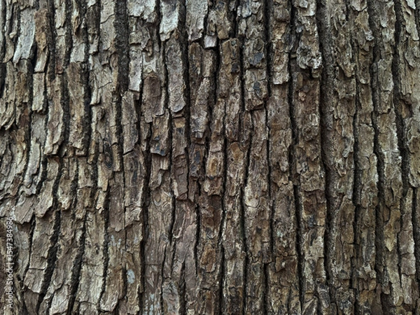 Fototapeta 樹皮のテクスチャー、明治神宮の森の木