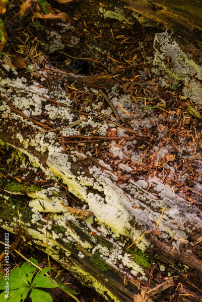 Fototapeta lichen on rotting log