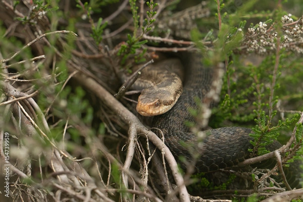 Fototapeta Vipera berus, also known as the common European adder and the common European viper, portrait of a large female in its natural habitat.