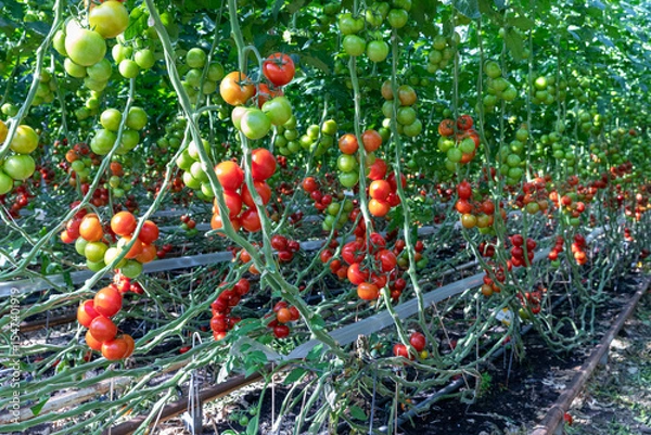 Obraz Rode en groene tomaten aan de struik in volle grond bij biologisch tuinbouwbedrijf