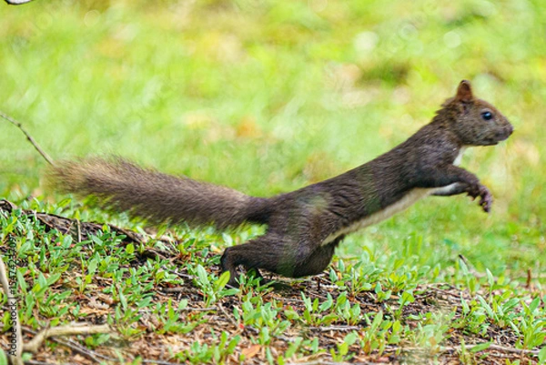 Obraz 北海道の野生動物