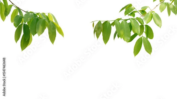 Obraz branch leaves or green leaf isolated. Tree Leaf Frame