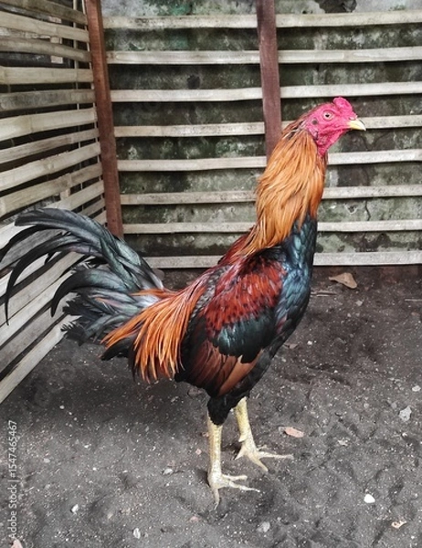 Obraz rooster in the farm