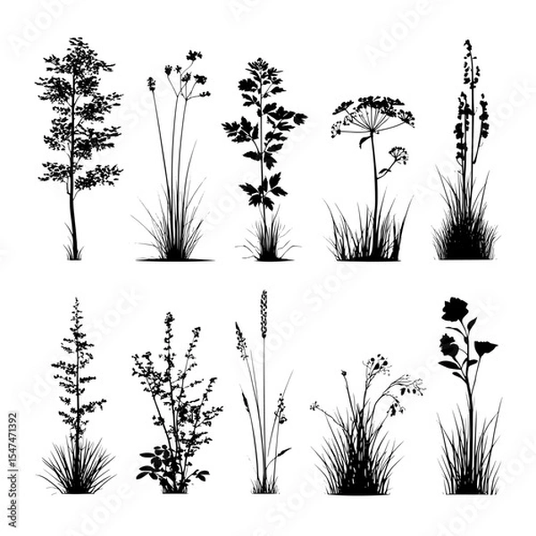 Fototapeta Collection of bush grass shrub herb silhouette with modern transparent background