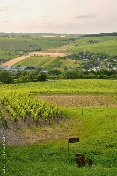 Obraz Sancerre, France. Vineyards at Sunset Viewed from a Hilltop. June 8, 2025.