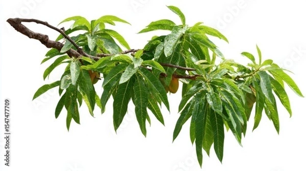 Fototapeta Stunning photo of mango tree branch, greenery tree branch foliage on corner border isolated on transparent or white background. A high resolution PNG image of Mango tree branch.