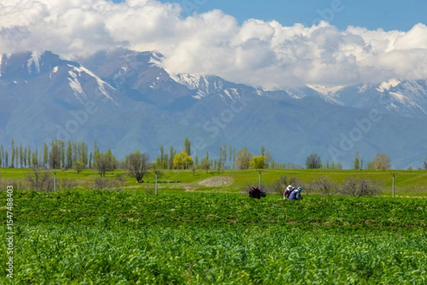 Obraz Three adults harvesting crops in peaceful rural field