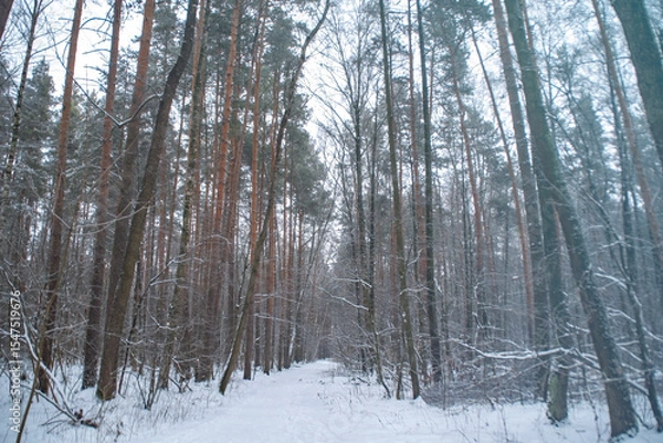 Fototapeta A trodden path in a winter forest. A path between trees in a park. Background with a winter landscape.