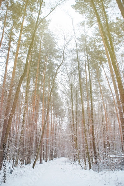 Fototapeta A trodden path in a winter forest. A path between trees in a park. Background with a winter landscape.