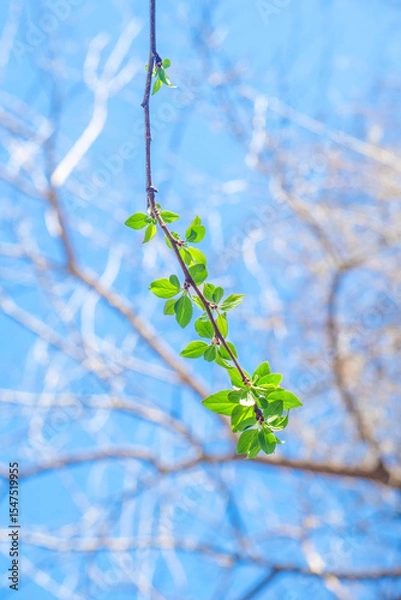 Fototapeta A thin branch with blossoming leaves. Small foliage begins to grow in spring.