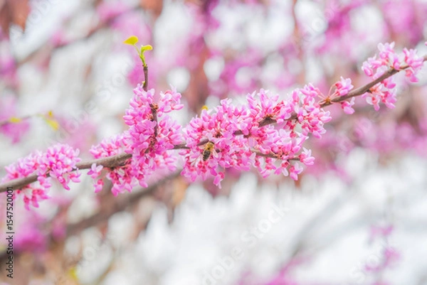 Fototapeta Close up of bright pink flowers on a branch. A tree blooming in spring with beautiful inflorescences. Eastern redbud during flowering.