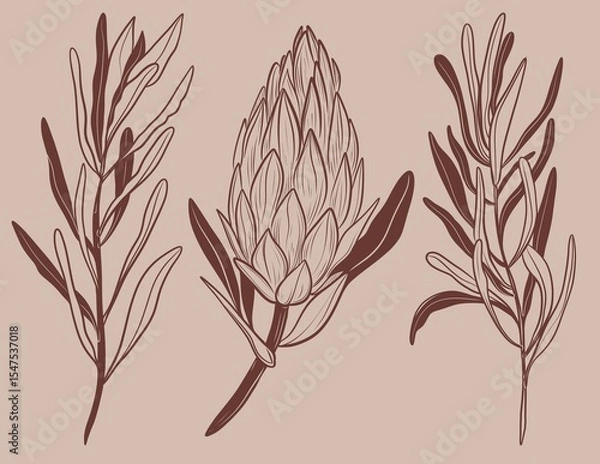 Fototapeta Protea flowers and brunch line art drawing. Minimal design for card beige background. Botanical continuous line drawing.Protea illustration	