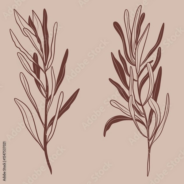 Fototapeta Protea flowers and brunch line art drawing. Minimal design for card beige background. Botanical continuous line drawing.Protea illustration	