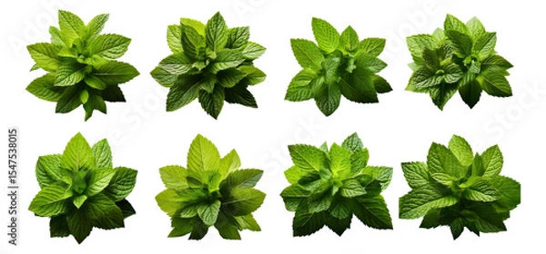 Fototapeta Fresh Mint Leaves Collection Isolated on White Background, Isolated on Transparent, white background