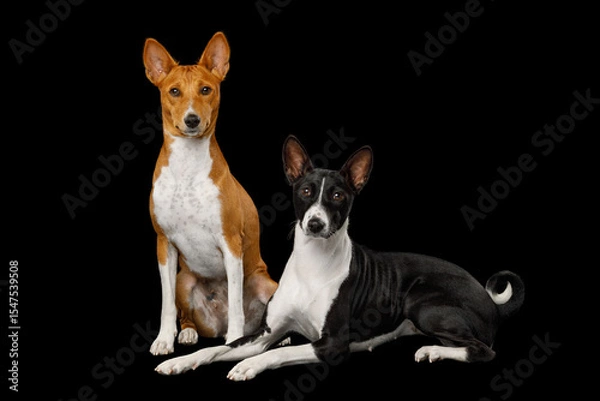 Fototapeta Two basenji dogs lying on an isolated black background, side view, full height, looking in camera