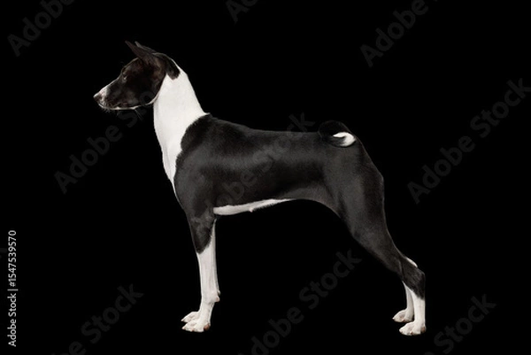 Fototapeta White with Red Basenji Dog Standing Isolated Black Background, side view, full length