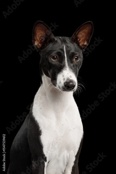 Fototapeta Close-up Portrait of a white and black basenji dog on an isolated black background, front view