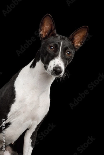 Fototapeta Close-up Portrait of a white and black basenji dog on an isolated black background, front view