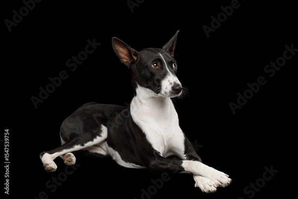 Fototapeta White and black basenji dog lying on an isolated black background, side view, full height, cross paws