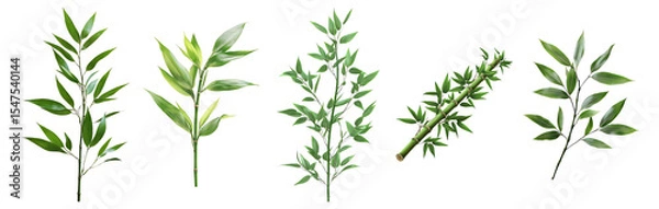 Fototapeta Diverse Collection of Green Leaves on Transparent Background, Isolated on Transparent, white background