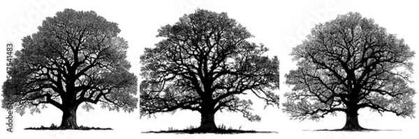 Fototapeta Illustration of a single wide ancient oak tree without foliage, depicted in isolation, showcasing its black majestic form with a rugged trunk and expansive crown