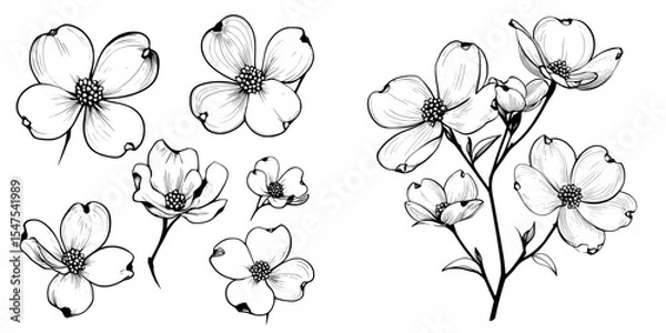 Fototapeta Modern illustrations feature dogwood flowers in a simple outline style that can be colored as desired