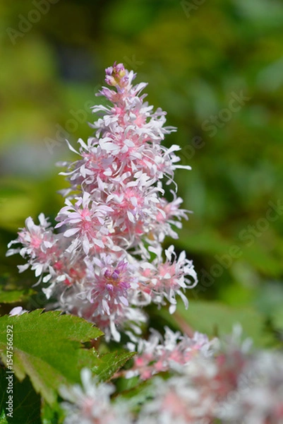 Obraz Astilbe pink flowers - Latin name - Astilbe Sugarberry