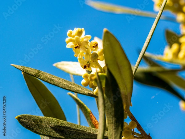Obraz Blooming olive tree in summer
