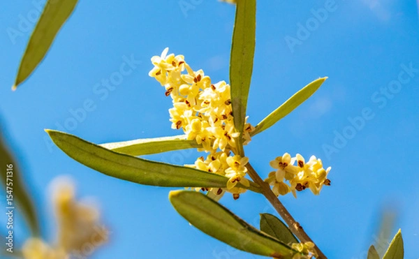 Obraz Blooming olive tree in summer