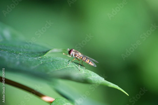 Fototapeta Episyrphus balteatus, Marmalada hoverfly
