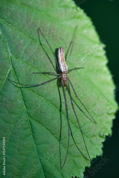 Fototapeta Tetragnatha extensa, Common Long-jawed Orbweb Spider