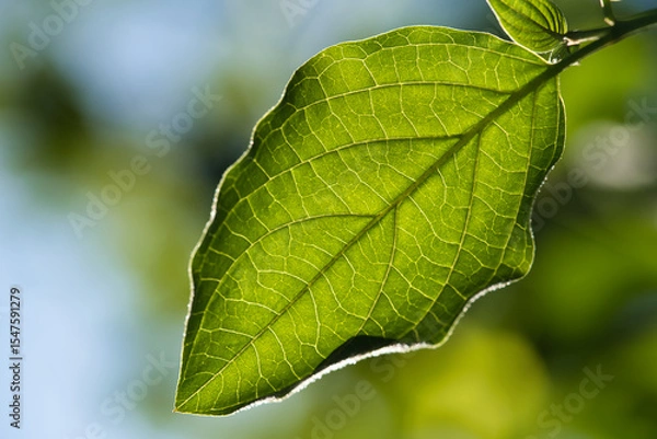 Fototapeta A green Leaf
