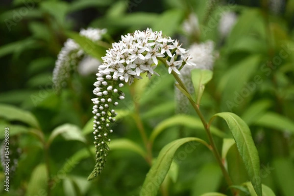Fototapeta 丘虎の尾