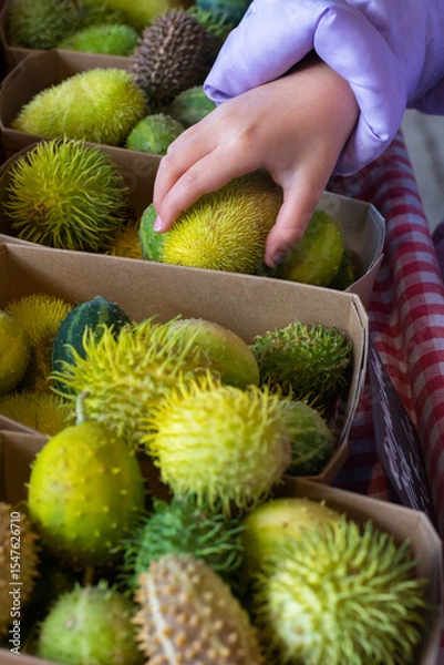 Obraz Green autumn crop in the market. Childs hand is picking a green vegetable