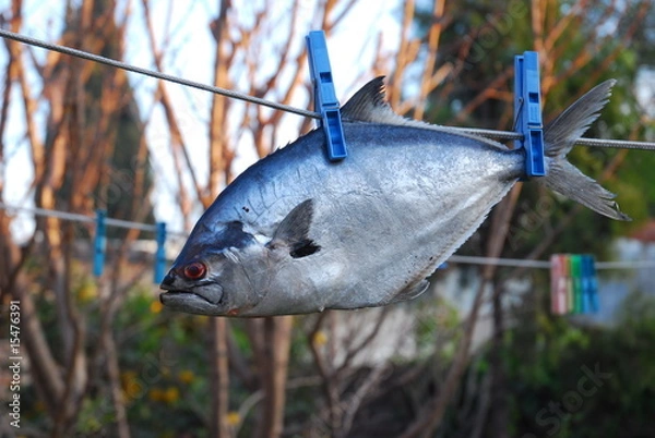 Obraz secando escamas