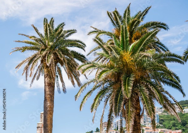 Fototapeta Palm trees in the old town square on a sunny day. Travel, summer holidays, and scenic coastal architecture. Montenegro, Budva