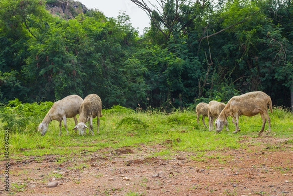 Obraz herd of sheep in field