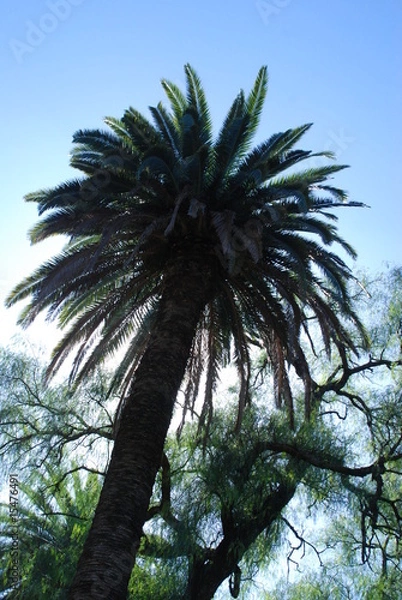 Obraz palmera