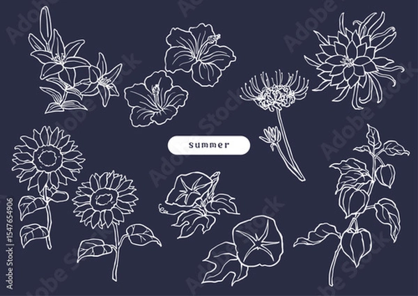 Obraz 夏の花のシンプル白線イラスト