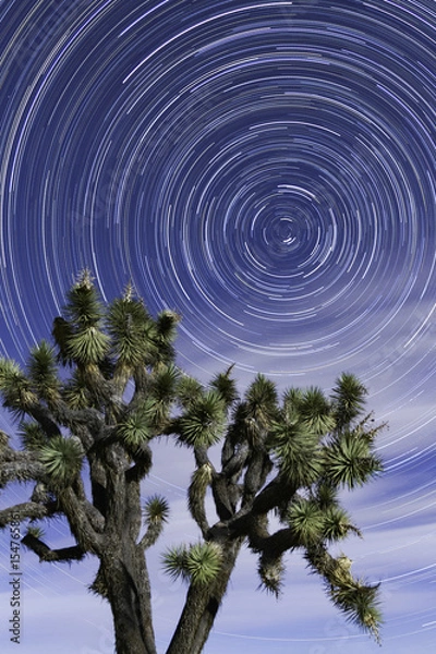 Fototapeta Star trails at Joshua Tree National Park in spring