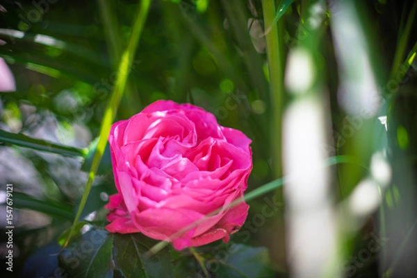 Fototapeta Blume Flower