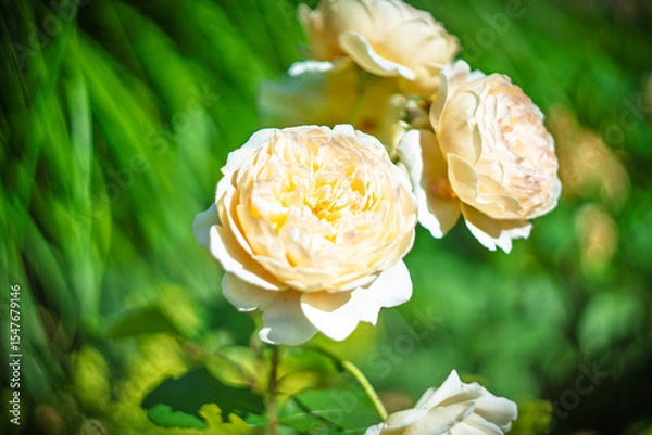 Fototapeta Blume Flower