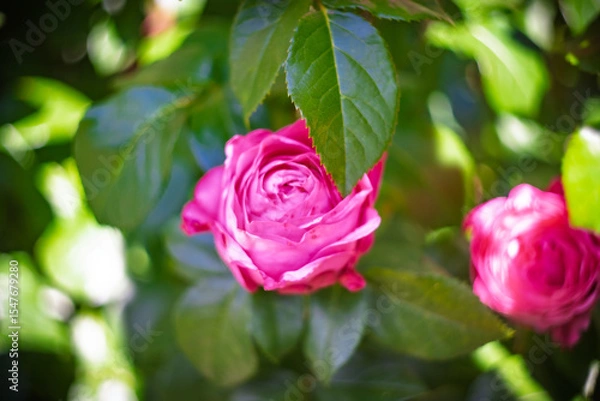 Fototapeta Blume Flower