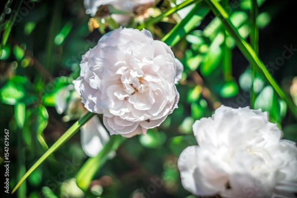 Fototapeta Blume Flower