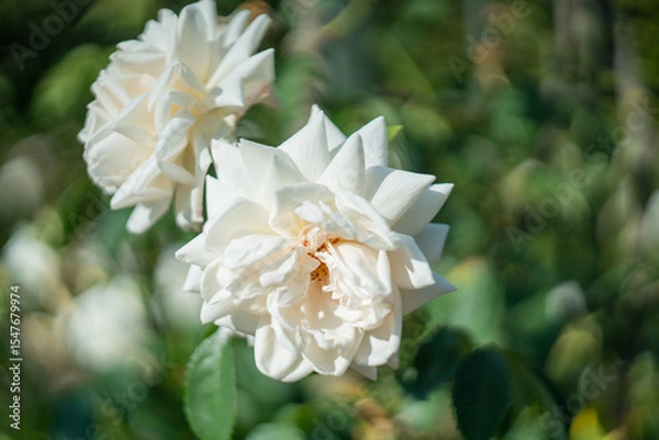 Fototapeta Blume Flower