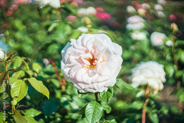 Fototapeta Blume Flower