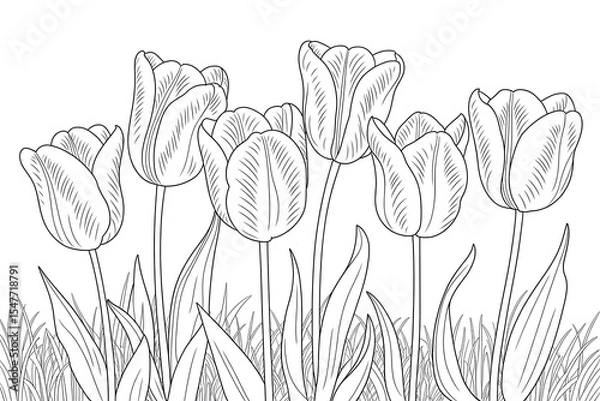Fototapeta Tulip flowers in a line, detailed sketch.
