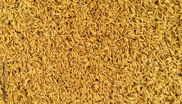 Obraz from the top of the yellow rice grains, for background or wallpaper